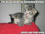 Retarded kittie.jpg