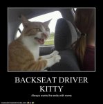 backseat driver cat.jpg