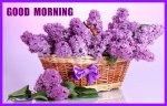 goodmorninglilacs.jpg