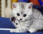 40-Beautiful-and-Cute-Kitten-Pictures-2.jpg