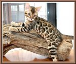 404_Adonis_Bengal_kitten.jpg