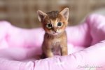 11627-Cute-Little-Kitten.jpg