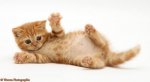 11791-red-tabby-kitten-white-background.jpg