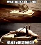 Top-30-Funny-animal-memes-and-quotes-funniest.jpg