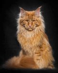 maine-coon-cat-photography-robert-sijka-51-57ad8f13b7436__880.jpg