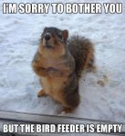 Polite_squirrel.jpg