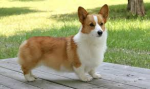 corgi.png