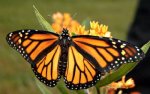 monarch butterfly.jpg