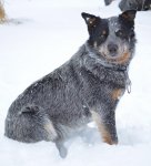 heeler.jpg