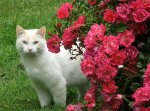 roses-cat-pink.jpg