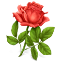 rose.png