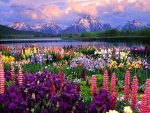 field of flowers.jpg