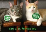 Cats on st patricks day.jpg