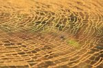 Golden-Orb-Weaver-Web.jpg