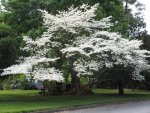 dogwood.jpg