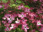 dogwoodPink.jpg