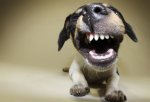 photolibrary_rm_photo_of_dog_snarling.jpg