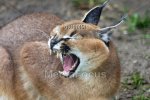 angry-caracal-showing-his-teeth-gs101451.jpg