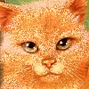 animal-graphics-cats-025134.gif