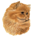 animal-graphics-cats-036115.gif