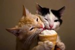 cats-eating-ice-cream-cone.jpg