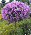 womancavegardenmiss-kim-lilac-tree-1-400.jpg