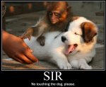 Monkey-sir_no_touchy.jpg