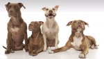 pitbull pack 1.jpg