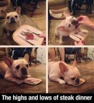 french bulldog-steak dinner.jpg