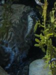 49 IMG_1413 sea horse.jpg