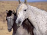 Horses_07_WildMustangs.jpg