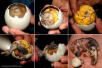 balut3.jpg