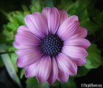 Purple-Flower.jpg