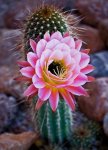 cactus_flower.jpg