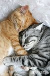 83bbc1dbd67fb372c5500a0e021e69f1--orange-tabby-kittens-grey-cats.jpg