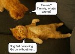 1c01740a1be77233c9e53098f898d2f0--funny-cat-memes-funny-cats.jpg