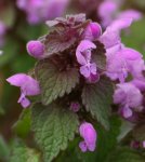 Lamium_purpureum.jpg