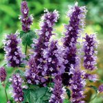 hyssop.jpg