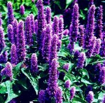 hyssop2.jpg