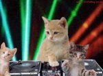 KittensDancingDisco.jpg