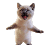 CatTrance1.gif