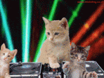 KittensDancingDisco.gif