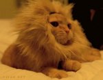 funny-cat-gif-10.jpg