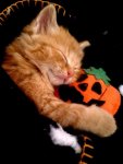 14ec6b0dcc4b0024ea7ae7ba3b9ef4e5--halloween-cat-happy-halloween.jpg