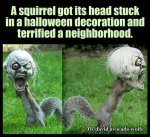 be10546895885d8ca758f018a304bc8f--funny-pics-of-animals-funny-animal-memes.jpg