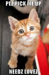 2e540c9e600acb2790fc9aa2db7f53b9--orange-kittens-orange-tabby-kitten.jpg