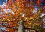 fiery-fall-foliage.jpg