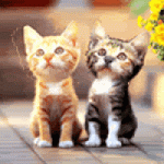 cats-58da2410c93ee6702d6e8226-g.gif