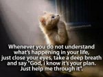 37db5084c609d8f97f7df7d8bfd58fb1--orange-cats-faith-quotes.jpg