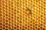 honeycomb.png